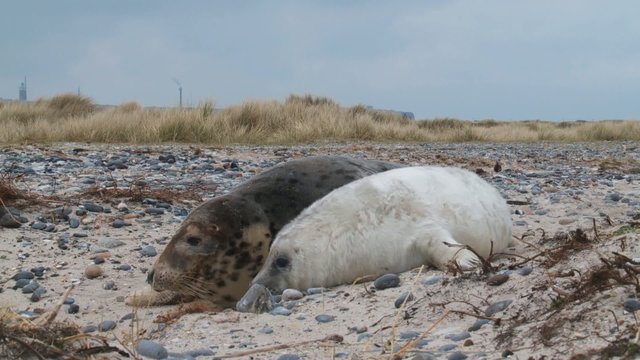 Kegelrobben auf Helgoland