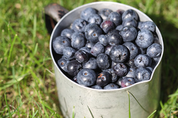 Heidelbeeren