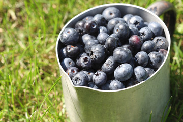 Heidelbeeren
