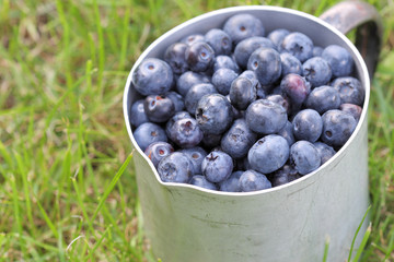Heidelbeeren