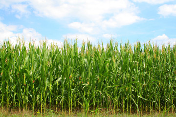 Naklejka premium Corn green field