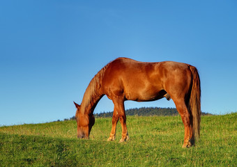 CHEVAL BRUN  A LA LUMIERE DU SOIR