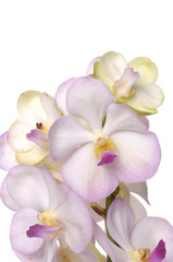 Naklejka na ściany i meble pink orchid on white background