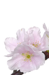 cherry flower isolated