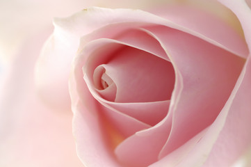 Center of Pink rose