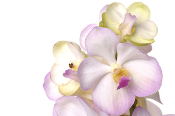 Blooming orchids flower