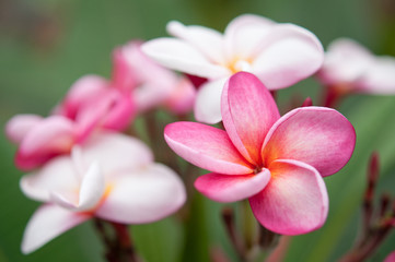 Fototapeta premium Plumeria rubra