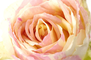 Panele Szklane Podświetlane  Close up of rose