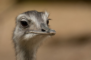 Emu, Kopf