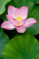 Fototapeta premium Lotus