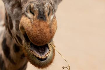 Giraffe, Maul, kauend
