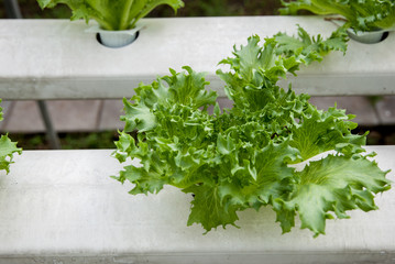 green coral in hydroponic farm