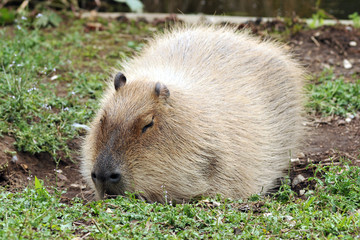 capybara