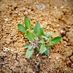 Little green plant