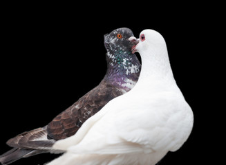 kissing pigeons