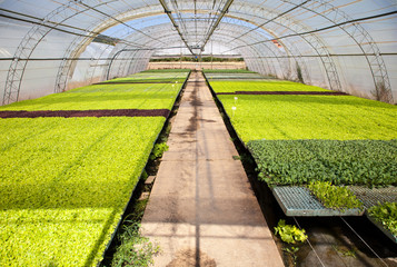 greenhouse