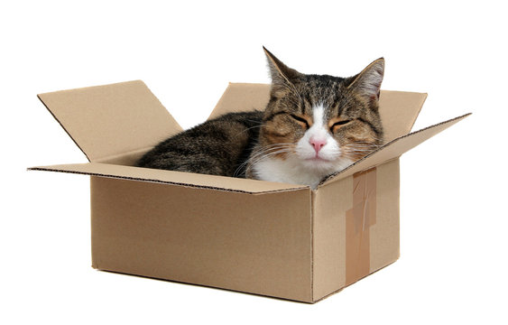 relaxing cute cat in box