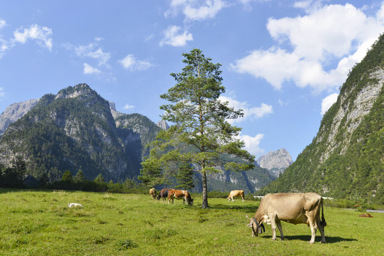 Mucche al pascolo in montagna
