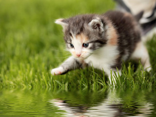 Katzenbaby mit Spiegelung