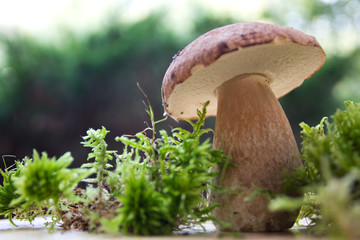 Steinpilz (Boletus)