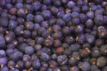 Wacholder / Juniperus / Juniper Berries