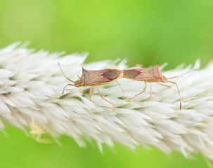 long horned beetle paring