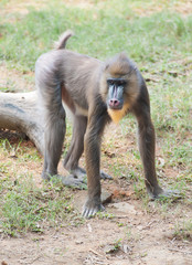 Obraz premium Mandrill