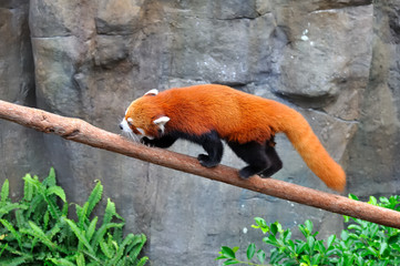 panda roux sur une branche 2