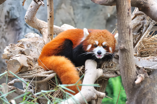 panda roux qui se repose