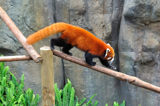 panda roux sur une branche