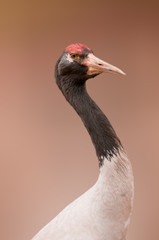 isolated red crowned crane