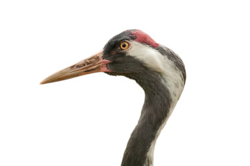 Isolated common crane