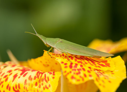 Slant Faced Grasshopper