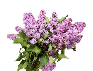 beautiful lilac flowers isolated on white.
