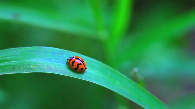 ladybug walking on a green grass