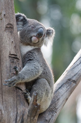 isolated koala