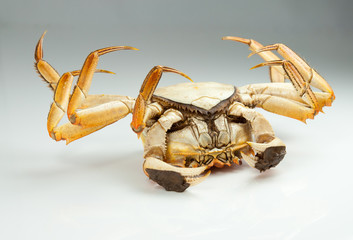 isolated crab