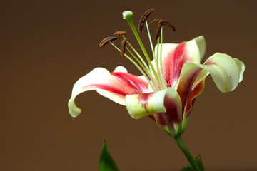 Obraz premium Lily bud