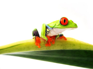 Rotaugenlaubfrosch 108 Agalychnis callidryas