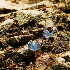 two beautiful butterflies