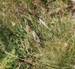 Sauterelle dans la prairie.