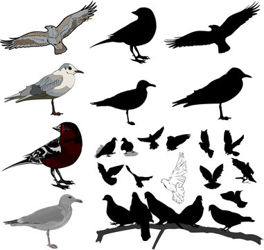Set of birds and silhouettes of birds