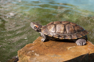 River turtle