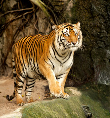 Fototapeta na wymiar Portret królewskiego tygrysa bengalskiego
