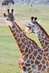 Obraz premium A pair of giraffe