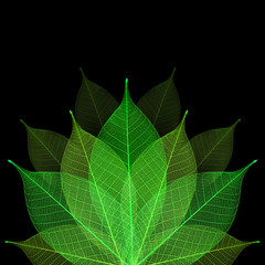 Skeleton leaf abstract background
