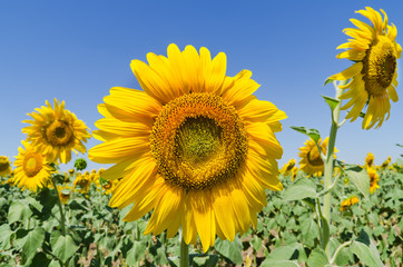 beautiful sunflowers against blue sky