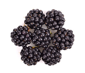 fresh blackberry  Isolated on white background..