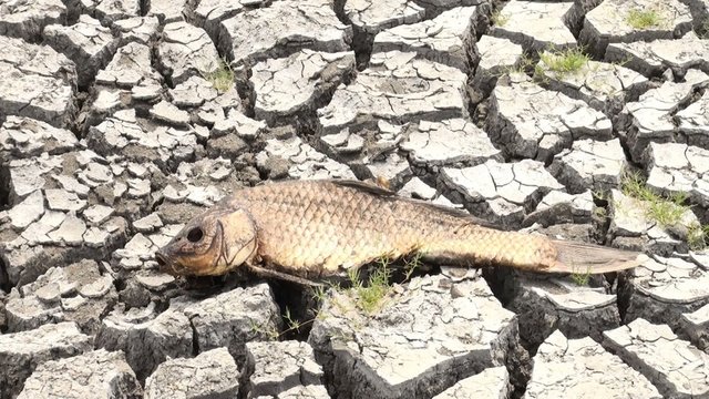 Fish killed by extreme drought