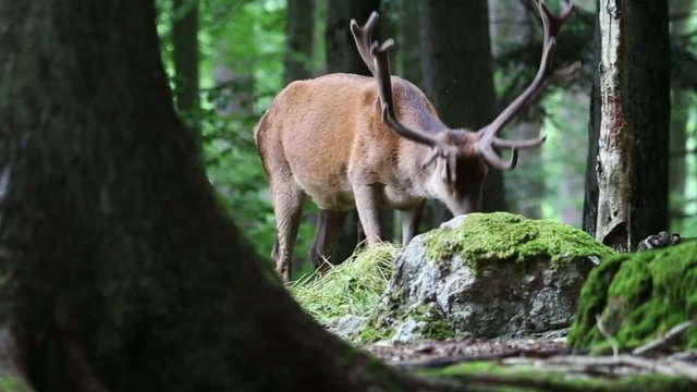 Cervo Rosso - Red Deer - Cervus Elaphus